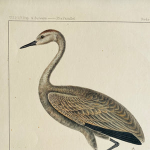 Antique Hand-Coloured Lithograph of a Little Crane c1870