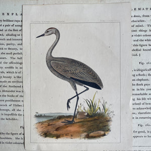 Antique Hand-Coloured Lithograph of a Little Crane c1870