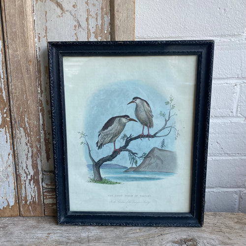 Antique Framed Hand Coloured Engraving “The Night Heron of Tartary”